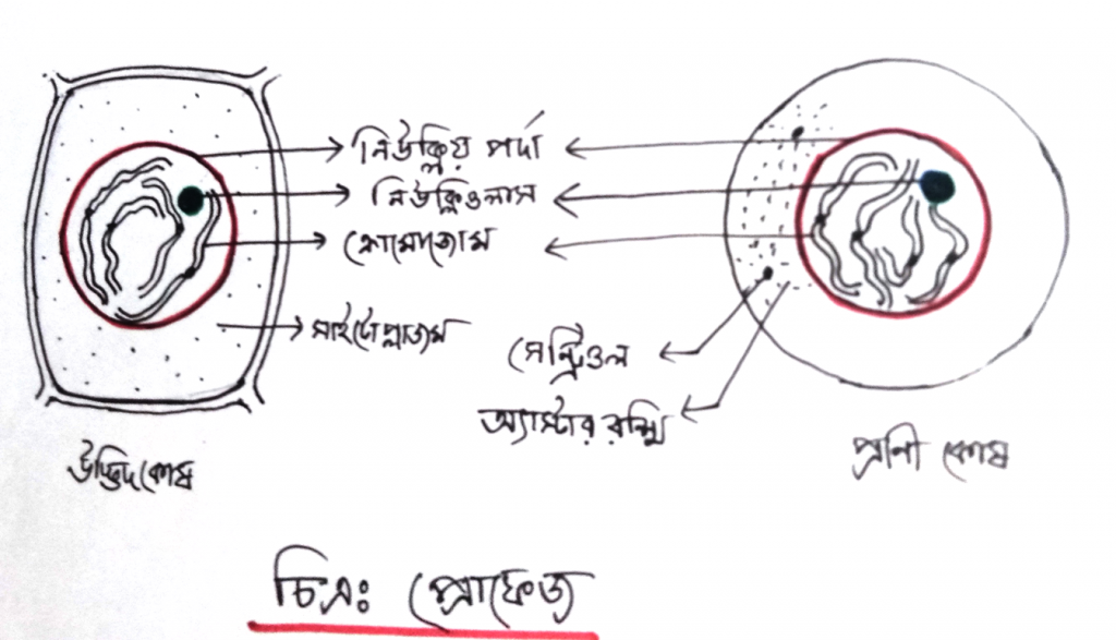 মাইটোসিস কোষ বিভাজনের প্রোফেজ পর্যায় 2 প্রোফেজ