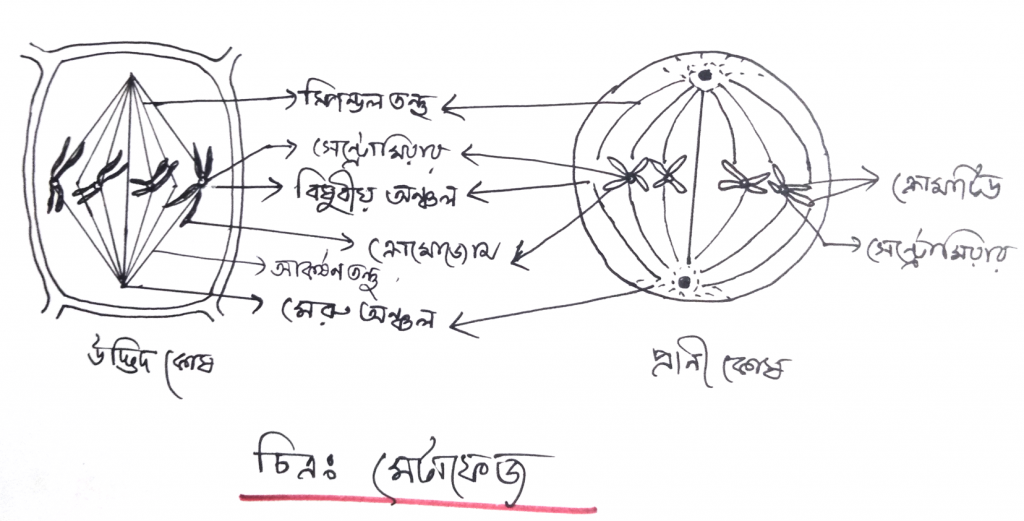 মাইটোসিস কোষ বিভাজনের প্রোফেজ পর্যায় 4 মেটাফেজ