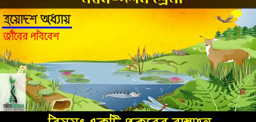 একটি পুকুরের বাস্তুতন্ত্র