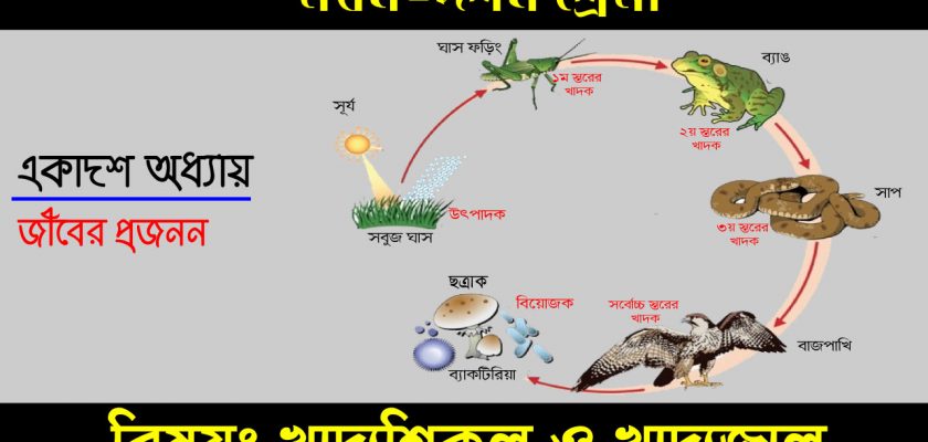 খাদ্যশিকল-ও-খাদ্যজাল