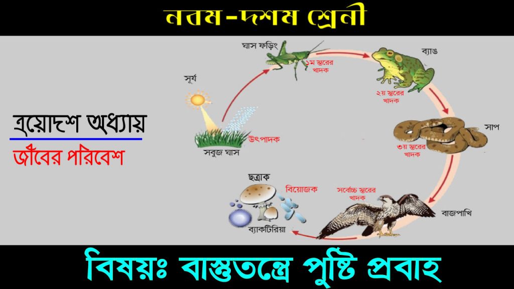 বাস্তুতন্ত্রে পুষ্টি প্রবাহ 2 বাস্তুতন্ত্রে পুষ্টি প্রবাহ 1