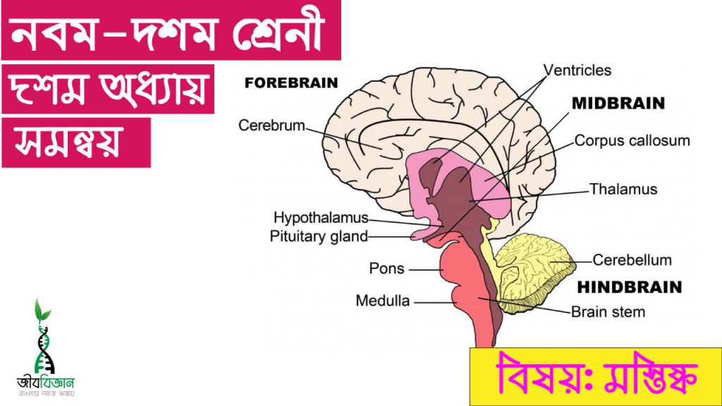 মস্তিষ্ক এর গঠন ও কাজ 2 মস্তিষ্ক এর গঠন ও কাজ