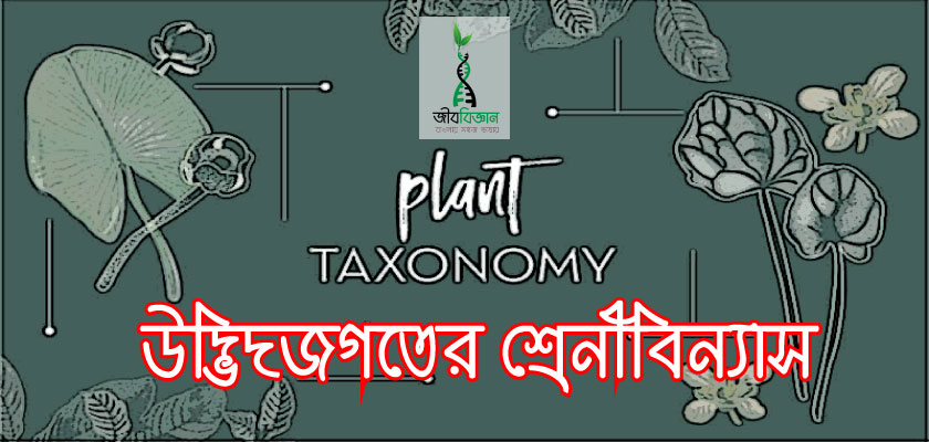 Plant-taxonomy
