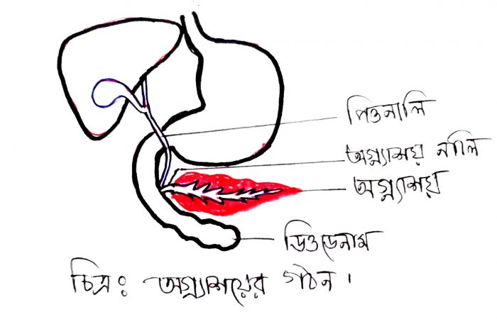 অগ্নাশয়ের গঠন