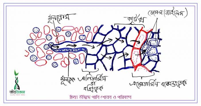 উদ্ভিদে-পানি-শোষন-ও-পরিবহন