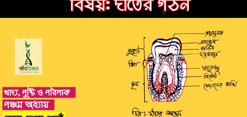 দাঁতের-গঠন