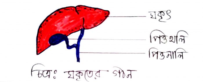 যকৃতের গঠন