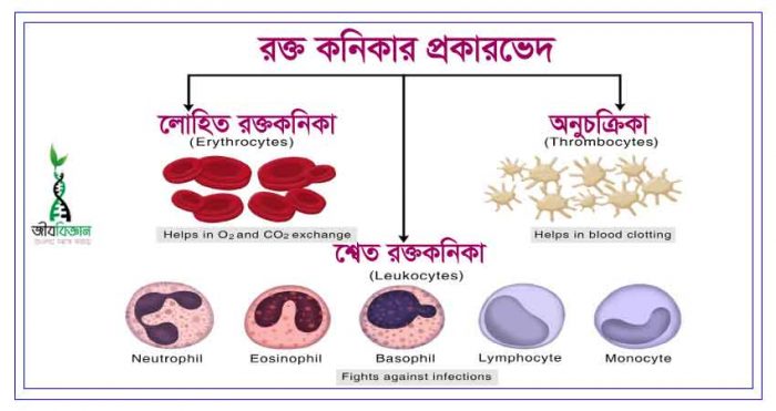 বিভিন্ন-প্রকার-রক্ত-কনিকা