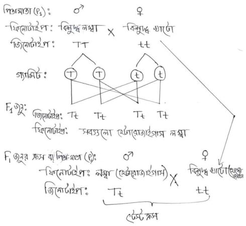 টেস্টক্রস