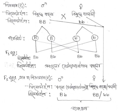 ব্যাকক্রস