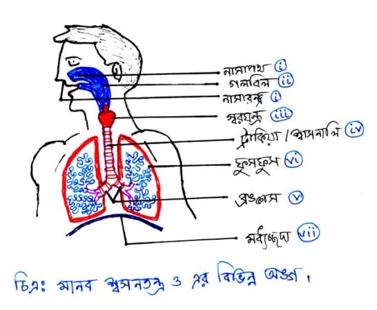 মানব-শ্বসনতন্ত্র-ও-এর-বিভিন্ন-অঙ্গ