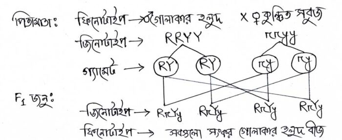 মেন্ডেলের-দ্বিতীয়-সূত্র