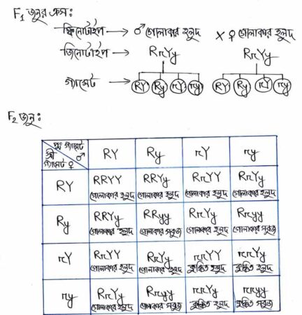 মেন্ডেলের-দ্বিতীয়-সূত্র