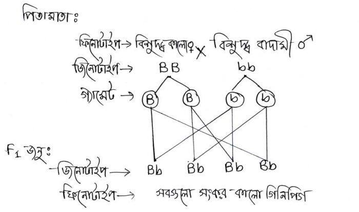 মেন্ডেলের সূত্রসমূহ 1