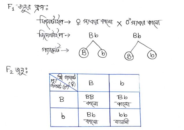 মেন্ডেলের-প্রথম-সূত্র