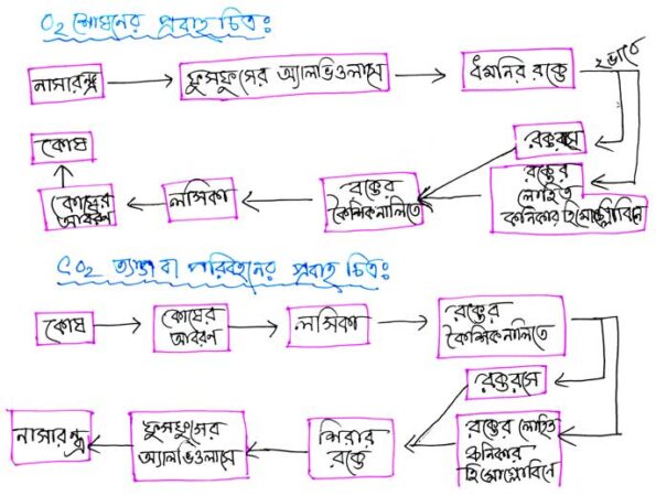 অক্সিজেন-শোষনের-ও-কার্বন-ডাই-অক্সাইড-ত্যাগের-প্রবাহ-চিত্র