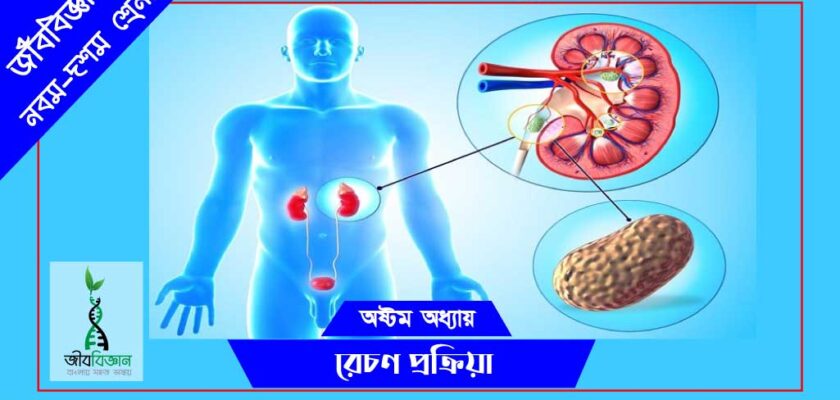 অসমোরেগুলেশন-ও-বৃ্ক্কে-পাথর