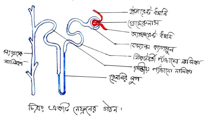 নেফ্রন এর গঠন ও বৃক্কের কাজ 3