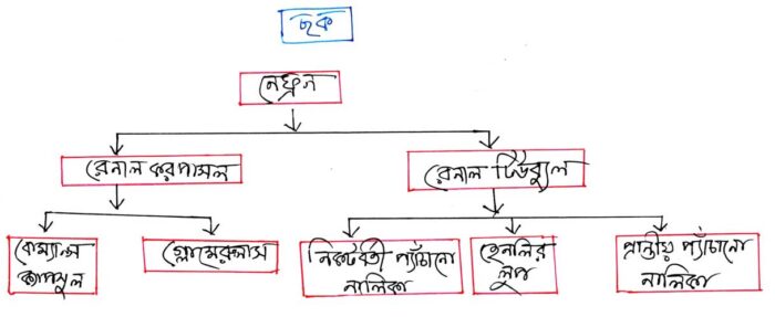 নেফ্রনের-গঠন