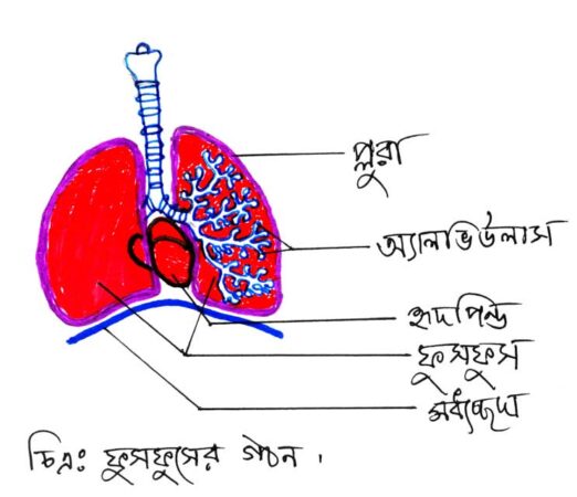 ফুসফুসের-গঠন