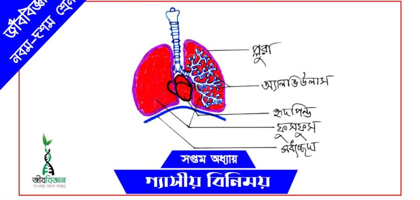 ফুসফুসের-গঠন-ও-অক্সিজেন-শোষন