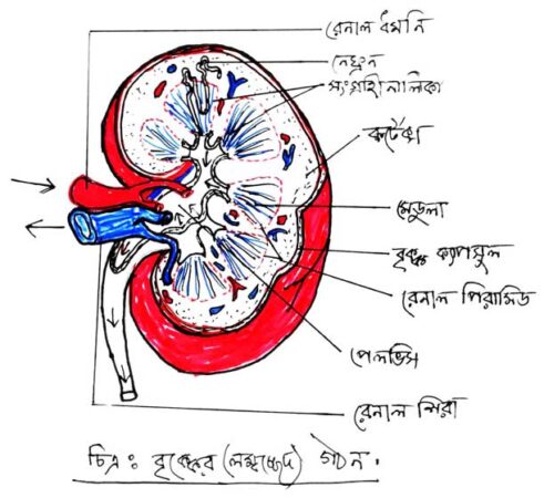 বৃক্কের গঠন