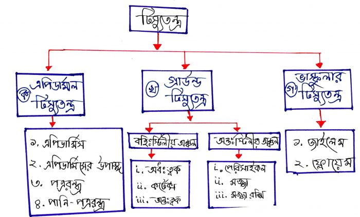 টিস্যুতন্ত্র